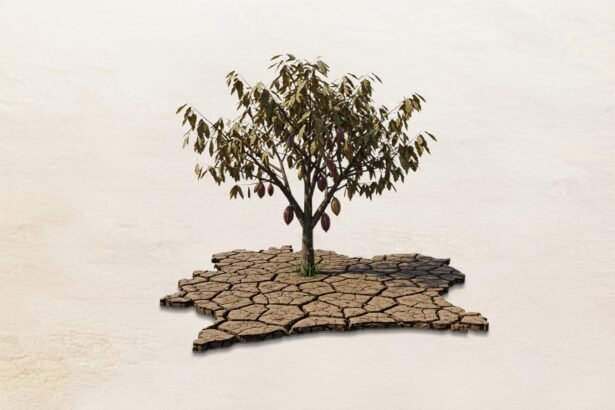 Cocoa Crisis How a Dry Spell Is Cracking Ivory Coast’s Industry