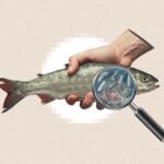 Fish Market in Luanda Shuts Down Over Cholera Warnings