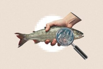 Fish Market in Luanda Shuts Down Over Cholera Warnings