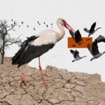Bird Migration in East Africa Faces Climate and Conflict