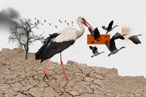 Bird Migration in East Africa Faces Climate and Conflict
