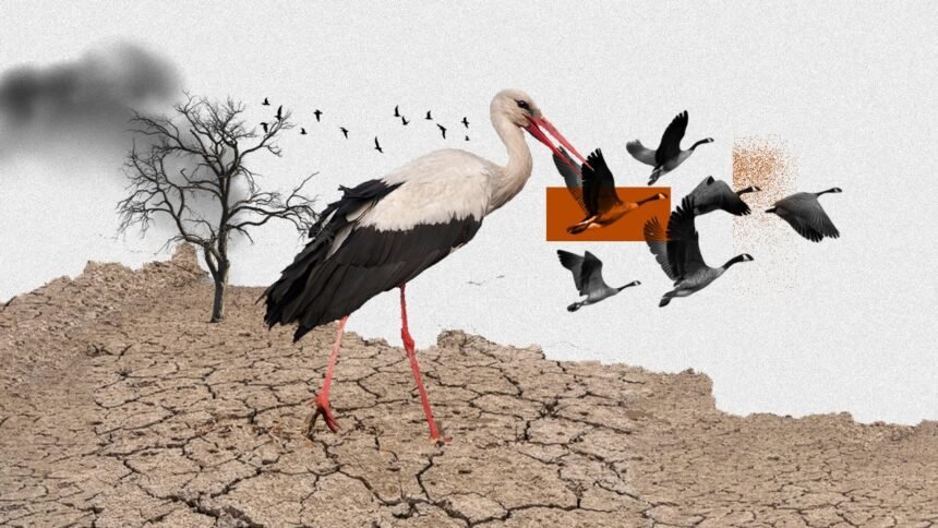 Bird Migration in East Africa Faces Climate and Conflict - Africalix Bird Migration in East Africa Faces Climate and Conflict