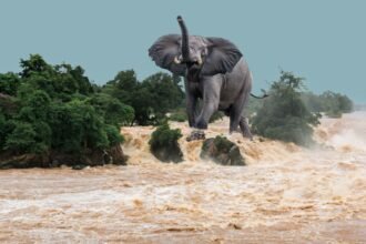 Africa's Flood Paradox Climate Extremes Unveiled