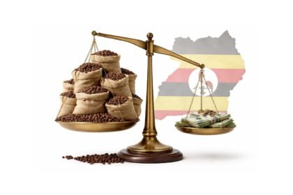 Ugandan coffee farmers drying red coffee cherries on raised racks on a hillside, illustrating how record export volumes are bringing only small income gains as global prices fall.