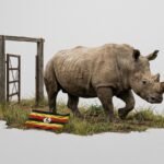 A southern white rhino stepping out of a transport crate onto the savanna in Ugandas Kidepo Valley National Park as rangers watch from a distance