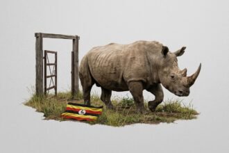 A southern white rhino stepping out of a transport crate onto the savanna in Ugandas Kidepo Valley National Park as rangers watch from a distance