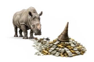 Severed Horns World’s Largest Rhino Horn Trafficking