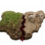 Blood on the Farmlands: Benue's Endless Reckoning with Herder Violence