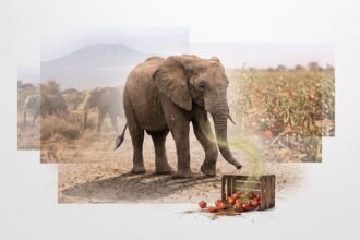 Poisoned Ground: Kenya's Elephant Deaths and the Fragile Architecture of Coexistence