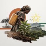 Fifty Billion Trees: Ethiopia's Bet That a Forest Can Outlast a Deficit