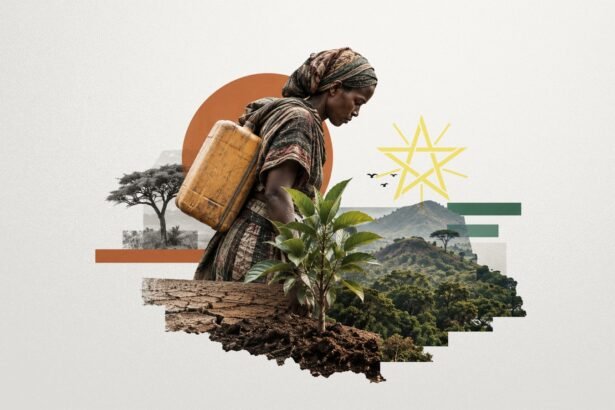 Fifty Billion Trees: Ethiopia's Bet That a Forest Can Outlast a Deficit
