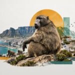 Four Hundred and Ninety-Three: Cape Town's Baboon Census and the Cost of Cohabitation