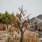 Half a Truckload: Abu Hamad's Poisoned Orchards and the Price of Sudan's Gold Rush