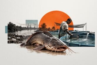 A 7,000-Franc Catfish: Pointe-Noire's Fish Farmers Move into Tanks as Polluted Rivers Come Up Short