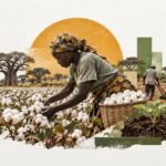 Fewer Sprays, Heavier Harvests: Togo's Cotton Growers Bet on Healthier Soil