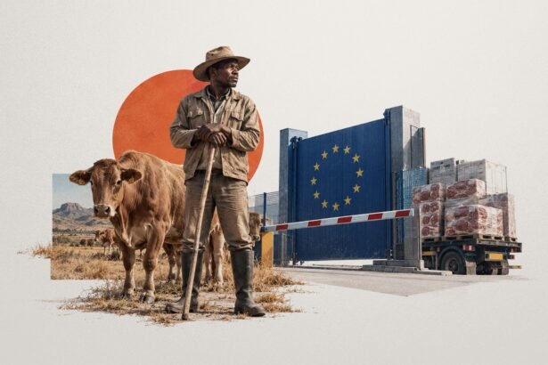 Praised and Penalized: Namibia's Foot-and-Mouth Shock and the Asymmetric Architecture of Beef Trade
